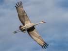 Sandhill crane calling while flying, Bernardo Wildlife Area, New Mexico Art Print